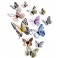 3D įvairiaspalviai magnetiniai drugeliai